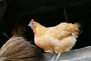 Feed resources and chicken production in Ethiopia