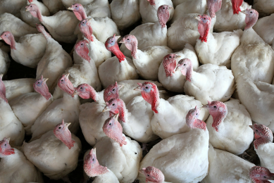 Cherkizovo boosts turkey production in Russia