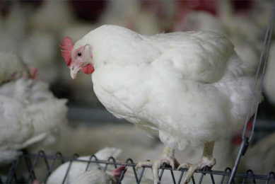 Broilers benefit from low protein diet