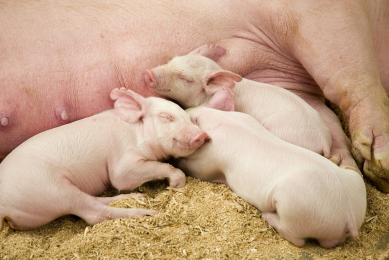 Balancing the microbiota benefits the entire pig herd. Photo:  iStock