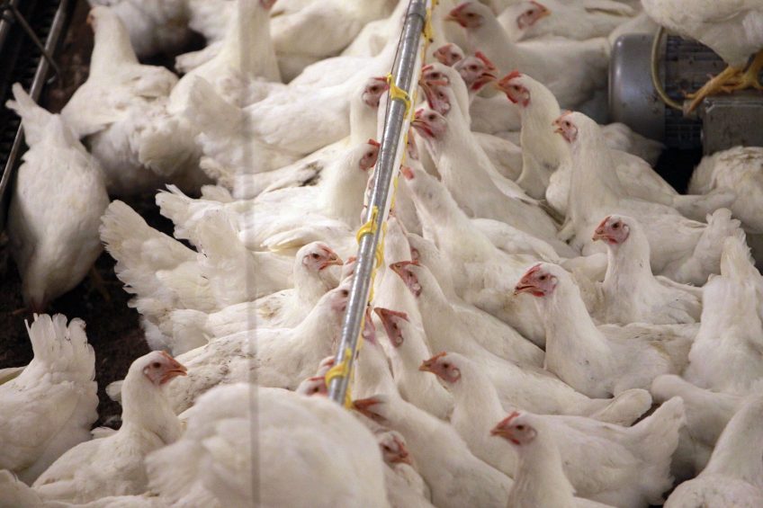 H5N8 hits Banham Poultry breeding farm, Suffolk. Photo: Bert Jansen