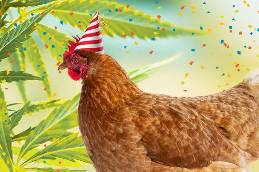 This application, if approved, will allow hempseed meal and cake to be legally used as commercial feed for laying hens. Photo: Hemp Feed Coalition