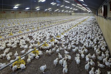 High stocking density may be associated with a surge in airborne pathogens, which cause disease problems and poor production performance of overcrowded chickens. Photo: Lex Salverda