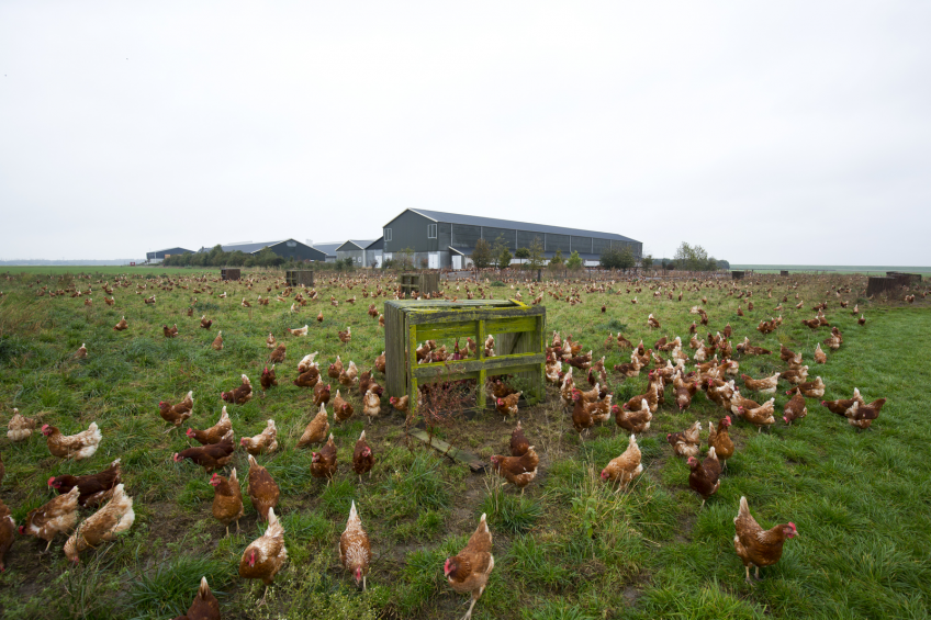 Old bird diseases occur more among free-range hens