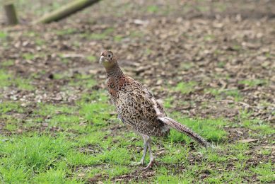 Bird flu confirmed in Lancashire flock of breeding pheasants