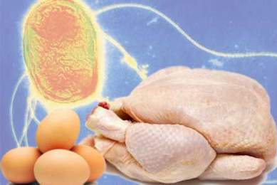 Study: Poultry vaccinations reduced Salmonella infections