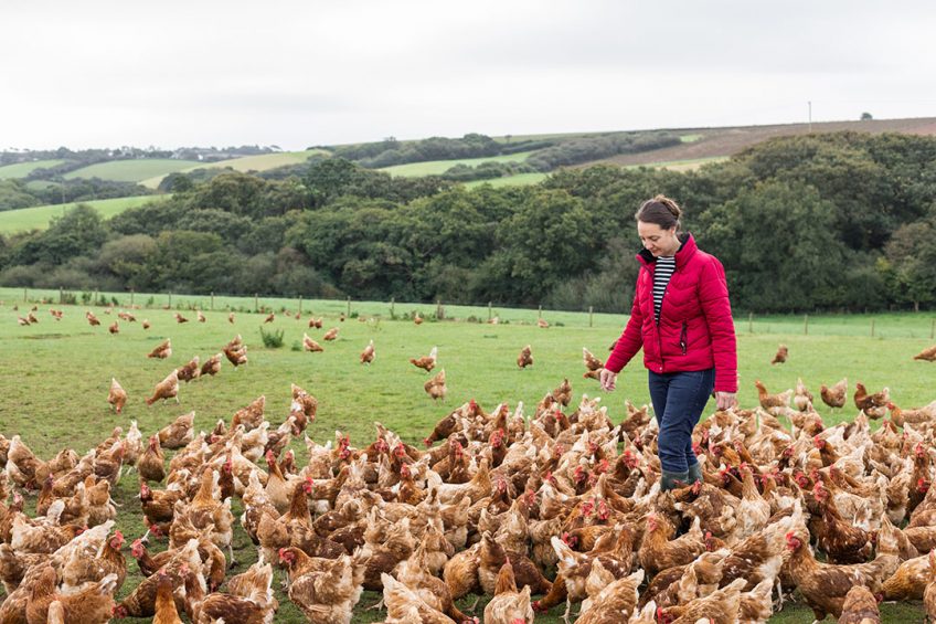 St Ewe farms supplies 100 Tesco supermarkets, as well as smaller retailers and farm shops, with its omega-3-enriched Super Eggs. Photo: John Portlock