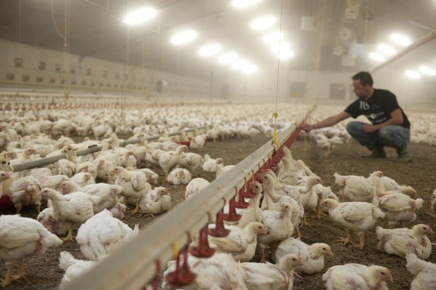 Focus on basic management factors improves flock production. Photo: Mark Pasveer
