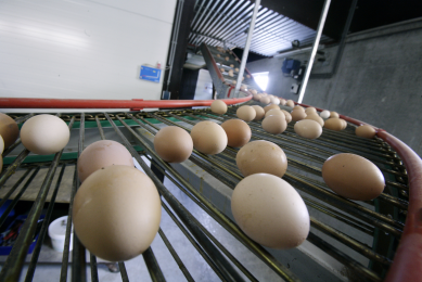 Maintaining the highest percentage of first grade eggs, even during heat stress, is essential for commercially viable egg production. [Photo: Koos Groenewold]
