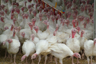France on its way back as major EU turkey producer
