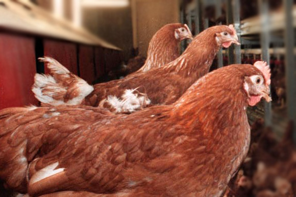 Chelate feed additive reduces carriage of Campylobacter. Photo: ANP / Ruben Schipper