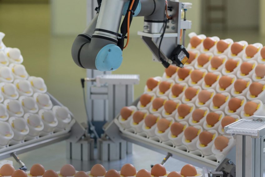 German retailer REWE is actively involved in egg sexing and cooperates with technology and reseach partners in develloping a machine. Working prototype 3.0 is already close to market. Photo: Seleggt