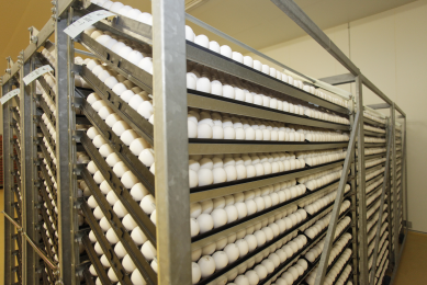 Negative effects of long egg storage on hatchability can be reduced by pre-incubating the eggs. [Photo: Ton Kastermans]