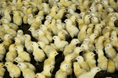 High stocking density, climate conditions, type of housing or changes in feed formulation can subject broilers to stress factors that makes them highly susceptible to infectious diseases and (metabolic)  disorders. [Photo: World Poultry]