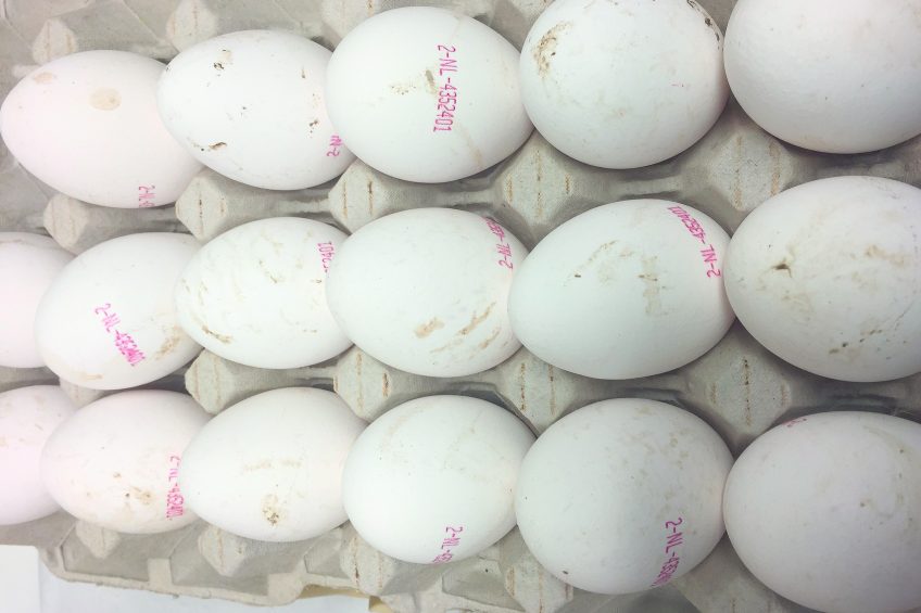 Why are there stripes on these eggs? Photo: Jan van Esch