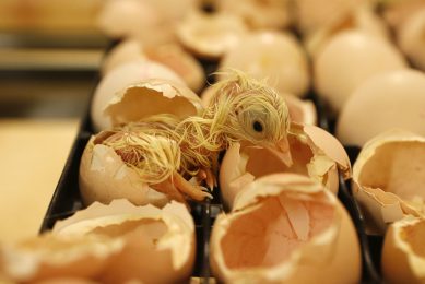 Supplementing poultry diets with hatchery waste . Photo: RBI