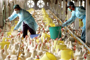 Mexican bird flu outbreak is under control