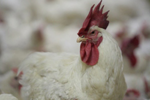 Reducing the environmental impact of poultry breeding