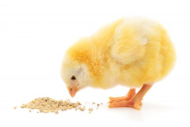 US research aims to further enrich eggs and poultry meat. Photo: Shutterstock