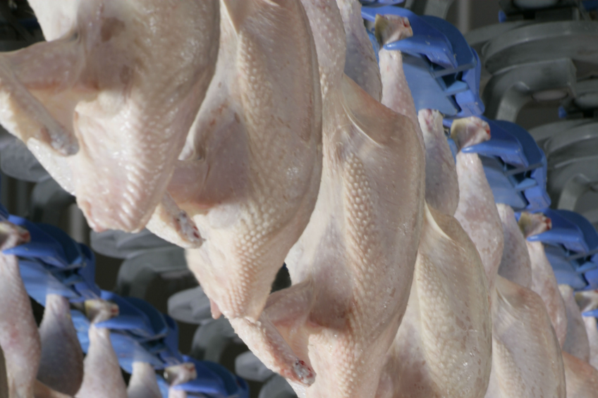 Growth in poultry processing equipment market