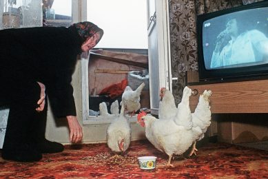 Backyard poultry farms in Russia under scrutiny. Photo: AFP - Alexander Kurbatov