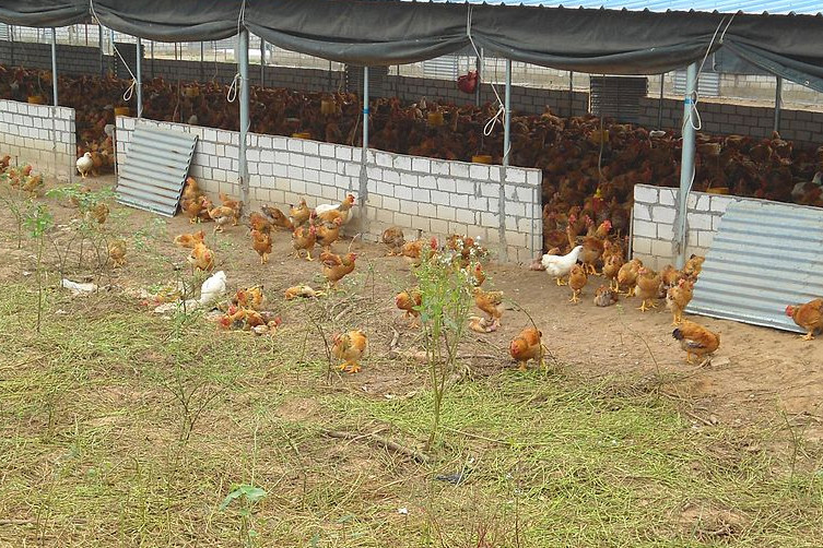 Multiple resistance genes found in chickens in China. Photo: Anna Frodesiak / Wikimedia