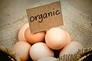 UK organic egg sector on verge of change