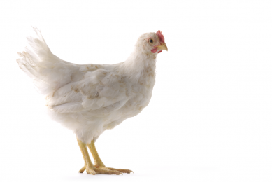 UK poultry sector refutes negative antibiotic claims