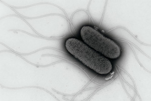 Research: What fuels Salmonella’s invasion strategy?