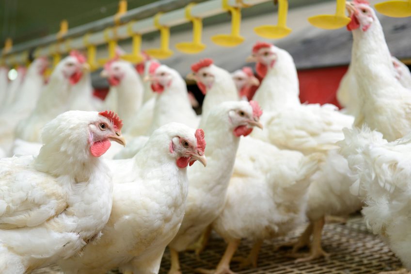 Poultry fastest growing sector in 2016/7. Photo: Shutterstock