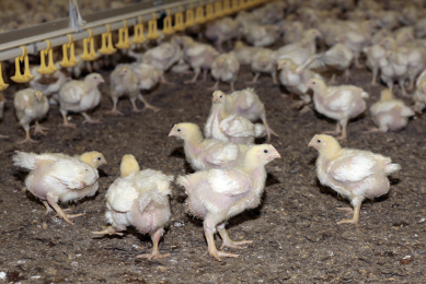 Precisely managing the broiler flock