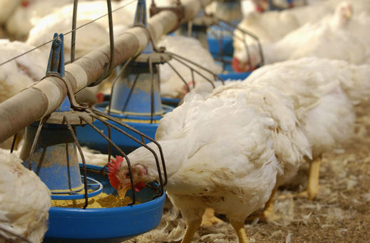 Fine for halal slaughterhouse that scalded live poultry. Photo:  Design Pics Inc/REXShutterstock