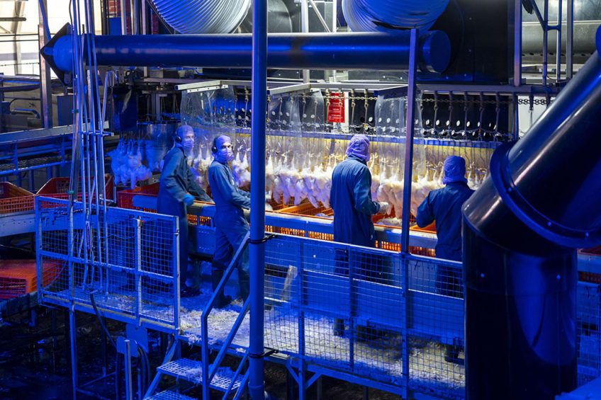 The poultry industry adapted fast to the new reality, protecting both workers and product from Covid-19. Photo: Ruud Ploeg