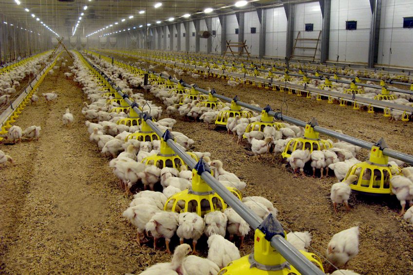 Russian poultry producers are able to compete with the world s leading poultry producers, maybe not always in terms of production costs, but certainly on quality. Photo: Vladislav Vorotnikov