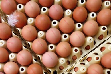 Ovostar has big expantion plans for egg production in Latvia. Photo: Bert Jansen