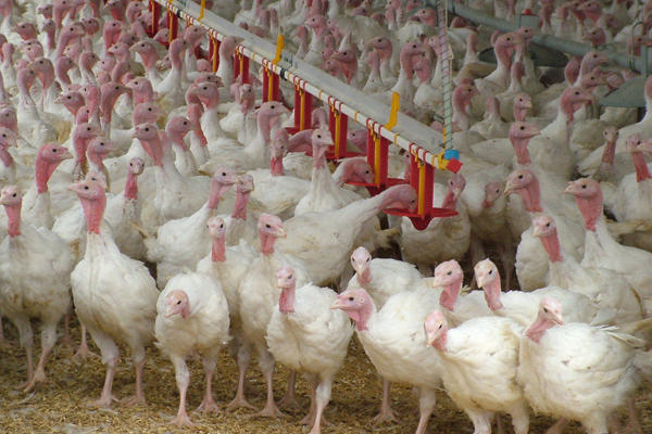 Turkey diseases requiring antimicrobial control