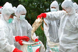 Mexico suffers another bird flu outbreak