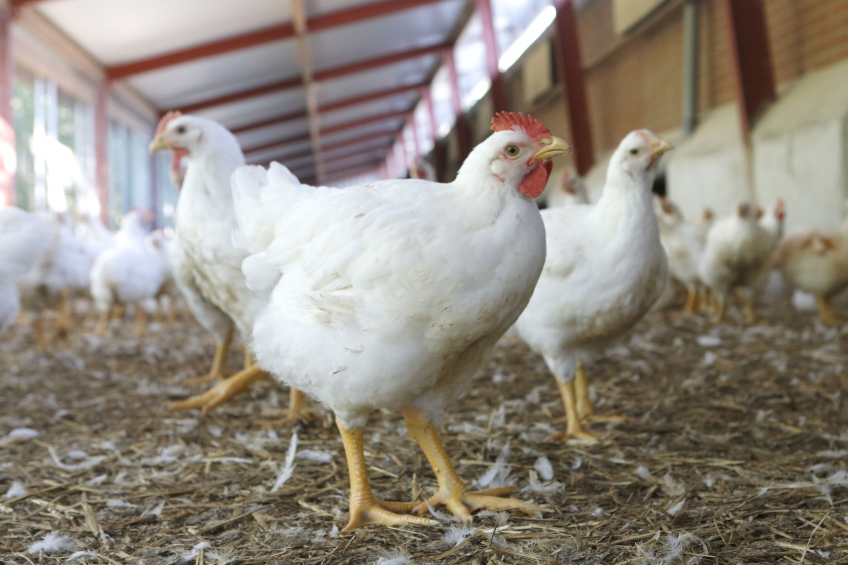 Reducing broiler leg problems with heat