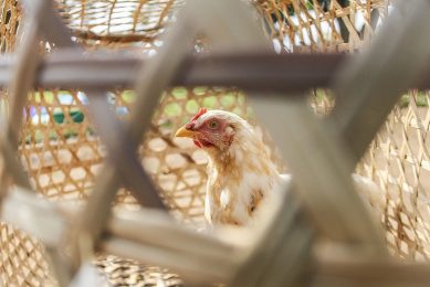 The present in the poultry industry in Nigeria is critical, according to the president of the Poultry Association of Nigeria (PAN), Ezekiel Ibrahim. Photo: Toni Etyang
