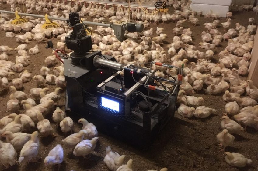 Apart from monitoring, the robot disturbance is actually allowing smaller birds to get feed and water, increasing flock uniformity. Photo: Poultry World