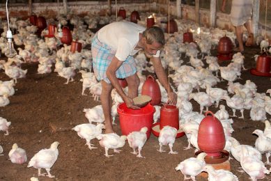 Small and medium-sized enterprises often keep their broilers in simple houses. Feed and water are given manually. Hygiene at such companies is often lacking and threatens the large, professional operations of the integrations in the vicinity. Photos: Ad Bal