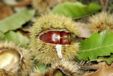 Chestnut tannins and saturated short medium chain fatty acids may be valid alternatives to overcome problems linked to the development of bacterial resistance. Photo: Fir0002/Flagstaffotos