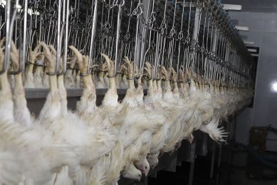 The Russian quota for importing poultry in 2021 is set at 364,000 tonnes with zero tax for all countries. Outside the quota, the tax rises up to 65%, but that percentage is under discussion. Photo: Hans Prinsen
