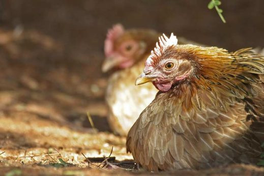 Genetic engineering could revolutionise poultry vaccines. Photo: Christian Heinrich / imageBROKER/REX/Shutterstock