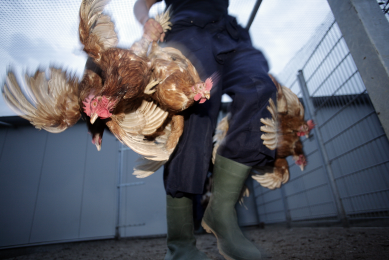 181 cases of Salmonella in US tied to live poultry