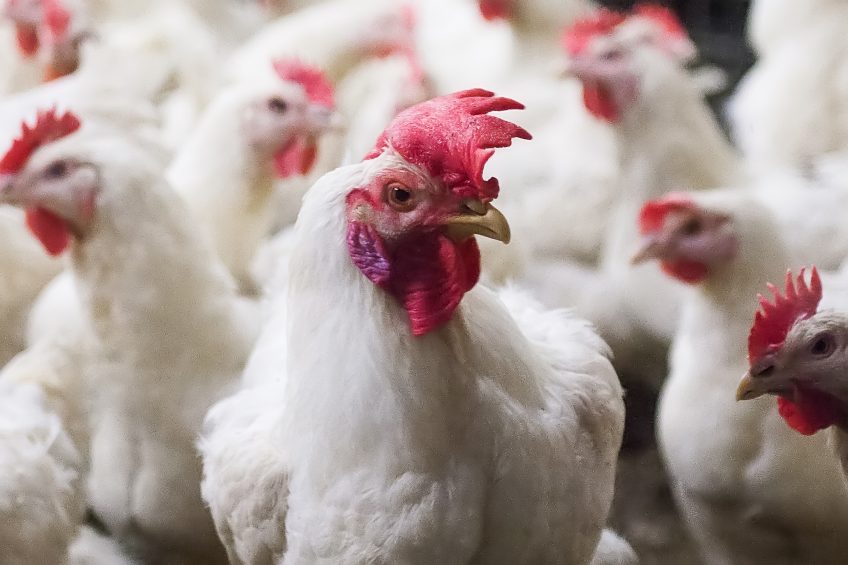 Cargill reduces poultry antibiotics use by 55% in the UK. Photo: Ronald Hissink