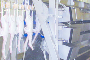 Modern duck processing line in South Korea
