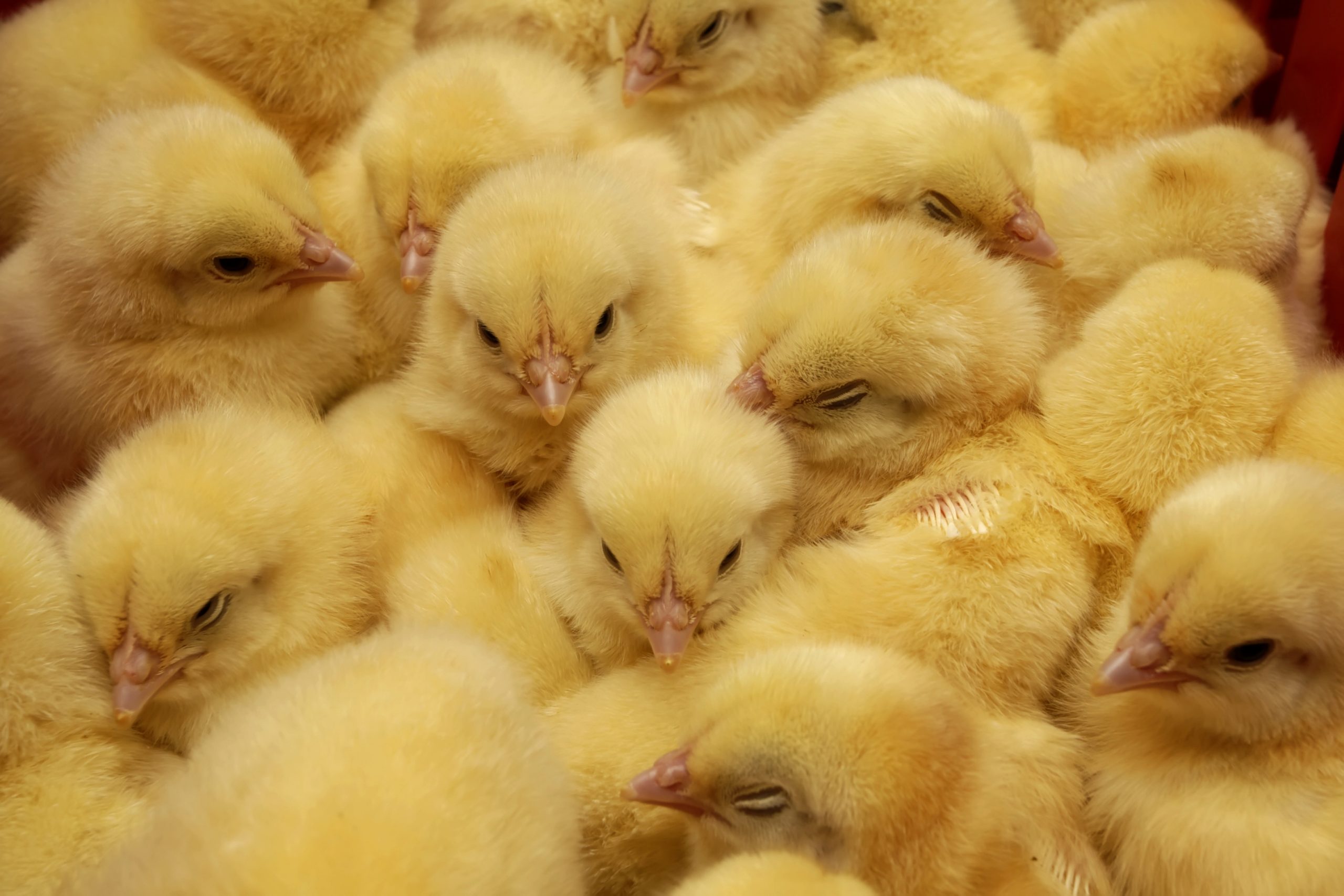 На цыплят быть похожими. Желтый цыпленок. Красивые цыплята. Цыпленок желтенький. Самые красивые цыплята.