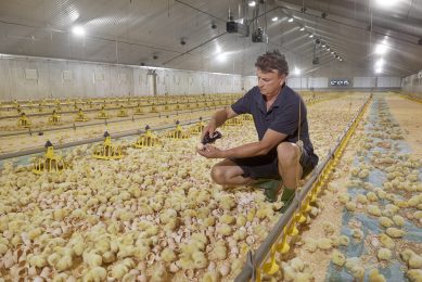 Van Zutven keeps 140,000 chicks in three poultry houses. He sees a bright future for hatching inside the poultry house. Photos: Van Assendelft Fotografie