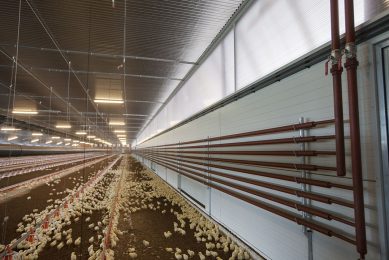 Broilers raised under the Better Chicken Commitment have more space and light intensity of at least 50 lux in houses including natural light. Photo: Hans Banus